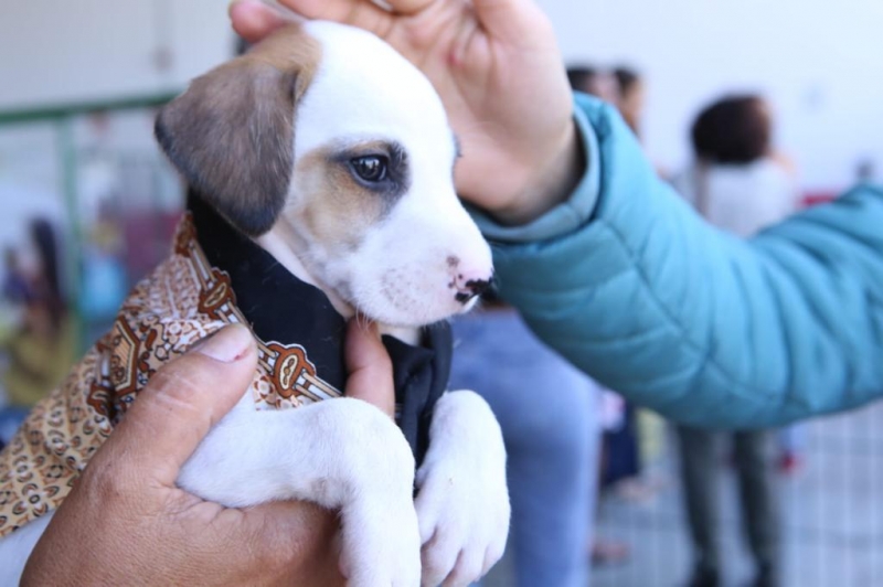 Evento De Ado O Vai Conscientizar Sobre O Abandono De Animais